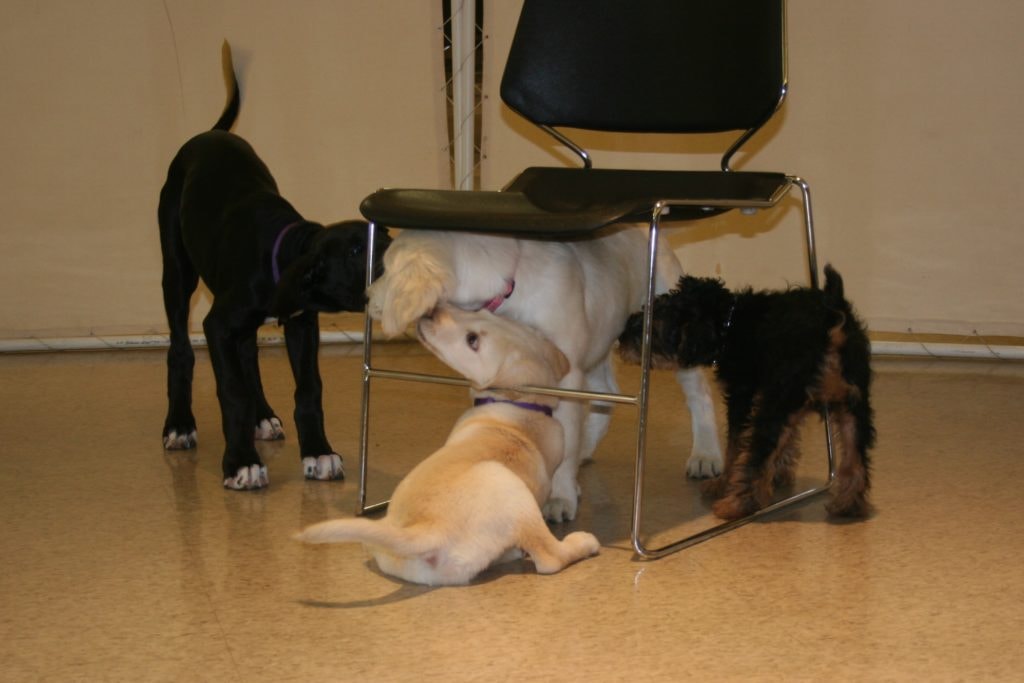 The Dog’s Point of View Come Click!